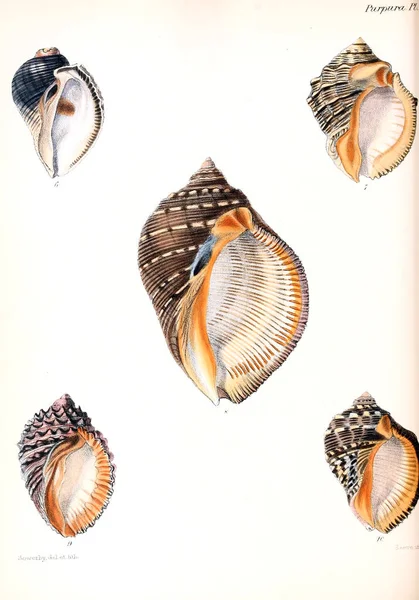 Illustratie Van Schelpen Conchologia Iconica Illustraties Van Schelpen Van Molluscous — Stockfoto