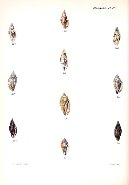 Illustratie Van Schelpen Conchologia Iconica Illustraties Van Schelpen Van Molluscous — Stockfoto