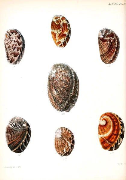 Illustrazione Delle Conchiglie Conchologia Iconica Illustrazioni Delle Conchiglie Molluschi — Foto Stock