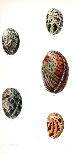 Tengeri Kagylókból Illusztrációja Conchologia Iconica Vagy Héját Molluscous Állat Illusztrációk — Stock Fotó