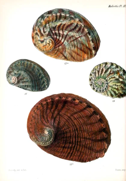 Illustratie Van Schelpen Conchologia Iconica Illustraties Van Schelpen Van Molluscous — Stockfoto