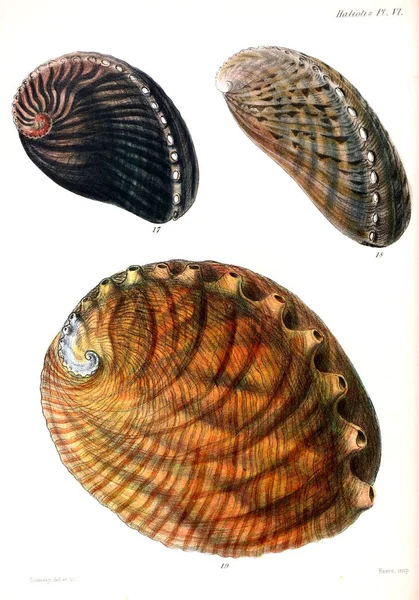 Illustrazione Delle Conchiglie Conchologia Iconica Illustrazioni Delle Conchiglie Molluschi — Foto Stock