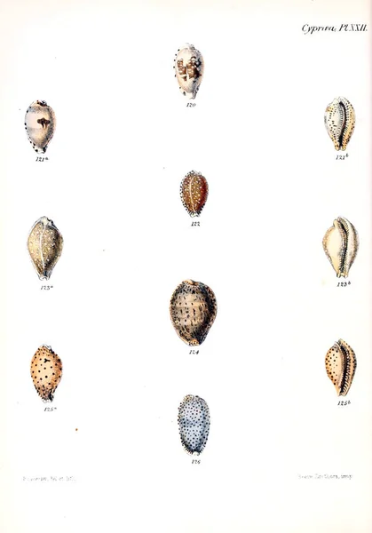 Tengeri Kagylókból Illusztrációja Conchologia Iconica Vagy Héját Molluscous Állat Illusztrációk — Stock Fotó