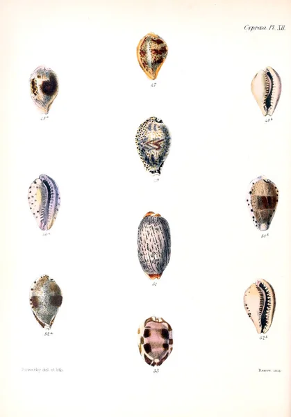 Tengeri Kagylókból Illusztrációja Conchologia Iconica Vagy Héját Molluscous Állat Illusztrációk — Stock Fotó