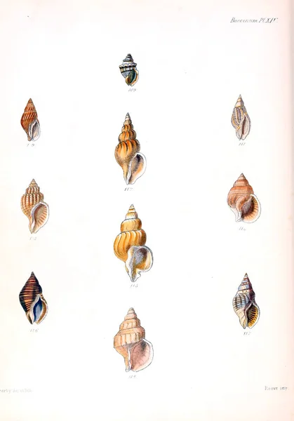 Ilustración Conchas Marinas Conchologia Iconica Ilustraciones Las Conchas Animales Moluscos — Foto de Stock