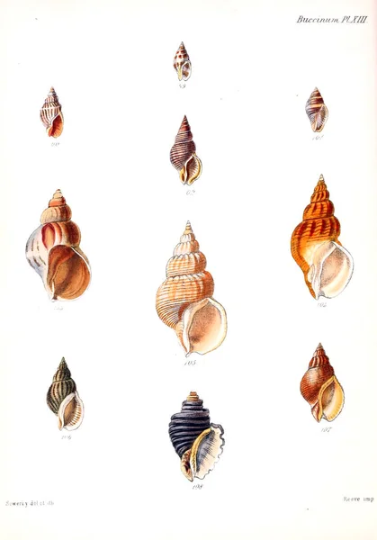 Deniz Kabuklarını Illustration Conchologia Iconica Veya Kabukları Molluscous Hayvan Çizimleri — Stok fotoğraf