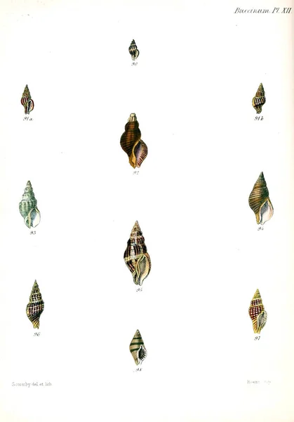 贝壳的例证 Conchologia Iconica Molluscous 动物的贝壳的插图 — 图库照片