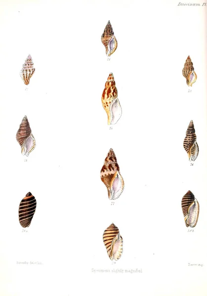 Illustration Coquillages Conchologia Iconica Illustrations Des Coquilles Animaux Mollusques — Photo