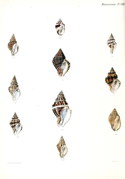 Illustratie Van Schelpen Conchologia Iconica Illustraties Van Schelpen Van Molluscous — Stockfoto