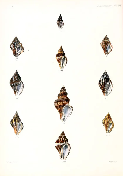 Illustratie Van Schelpen Conchologia Iconica Illustraties Van Schelpen Van Molluscous — Stockfoto