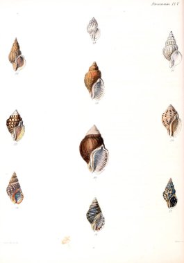 Deniz kabuklarını Illustration. Conchologia iconica veya kabukları molluscous hayvan çizimleri.