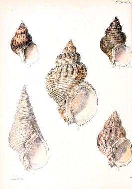 Deniz kabuklarını Illustration. Conchologia iconica veya kabukları molluscous hayvan çizimleri.