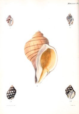 Deniz kabuklarını Illustration. Conchologia iconica veya kabukları molluscous hayvan çizimleri.