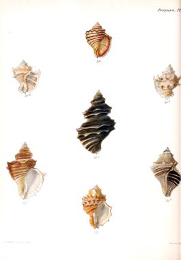 Deniz kabuklarını Illustration. Conchologia iconica veya kabukları molluscous hayvan çizimleri.