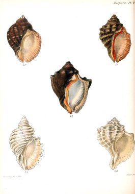 Deniz kabuklarını Illustration. Conchologia iconica veya kabukları molluscous hayvan çizimleri.