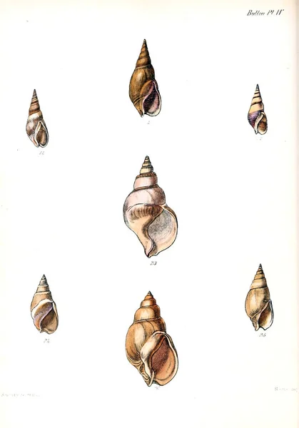 Illustrazione Delle Conchiglie Conchologia Iconica Illustrazioni Delle Conchiglie Molluschi — Foto Stock