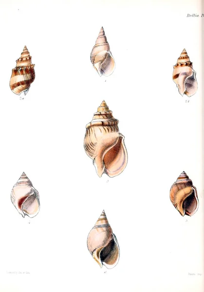 Illustration Seashells Conchologia Iconica Illustrations Shells Molluscous Animal — Stock Photo, Image