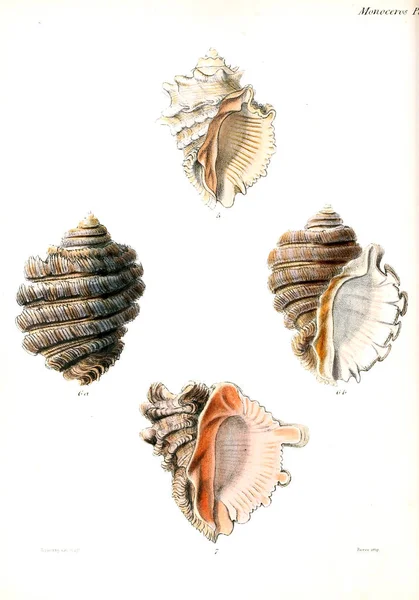 Deniz Kabuklarını Illustration Conchologia Iconica Veya Kabukları Molluscous Hayvan Çizimleri — Stok fotoğraf