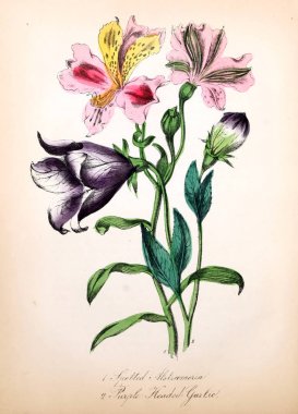 Çiçek Illustration. Amerikan flora: veya geçmiş bitki ve kır çiçekleri