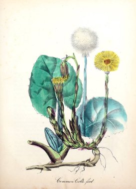 Çiçek Illustration. Amerikan flora: veya geçmiş bitki ve kır çiçekleri