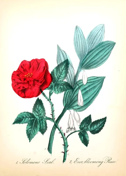 Illustration Fleur Flore Américaine Histoire Des Plantes Des Fleurs Sauvages — Photo