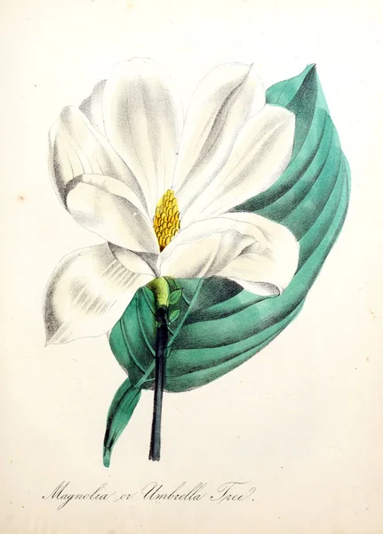 Afbeelding Van Bloem Amerikaanse Flora Geschiedenis Van Planten Wilde Bloemen — Stockfoto