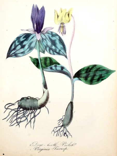 Ілюстрація Квітка Американський Флори Або Історії Рослин Диких Квітів — стокове фото