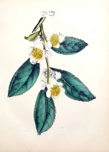 Illustrazione Fiore Flora Americana Storia Piante Fiori Selvatici — Foto Stock