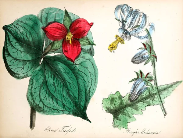 Afbeelding Van Bloem Amerikaanse Flora Geschiedenis Van Planten Wilde Bloemen — Stockfoto