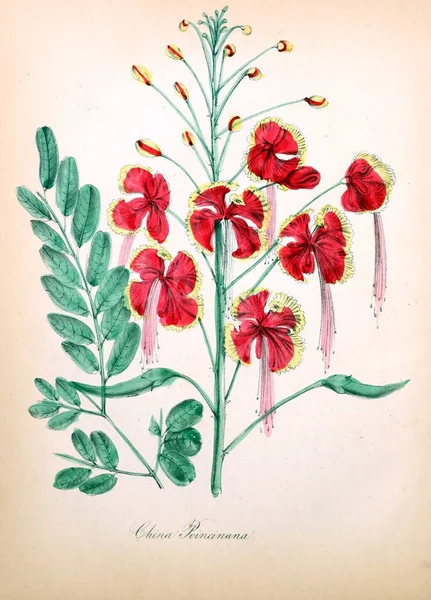Çiçek Illustration Amerikan Flora Veya Geçmiş Bitki Kır Çiçekleri — Stok fotoğraf