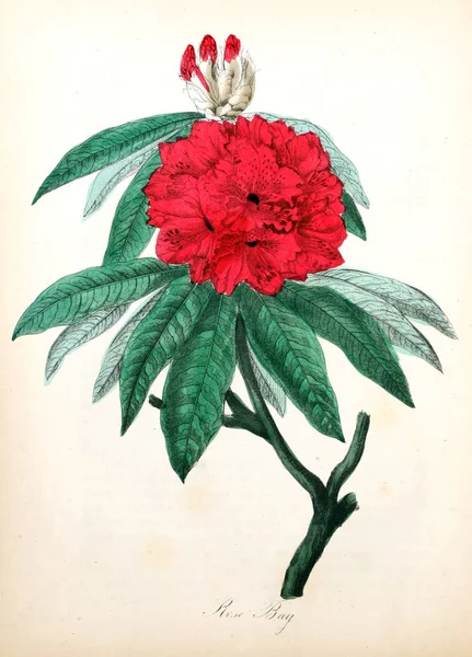 Illustration Fleur Flore Américaine Histoire Des Plantes Des Fleurs Sauvages — Photo