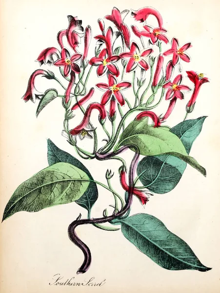 花的插图 美洲动植物 植物和野花的历史 — 图库照片