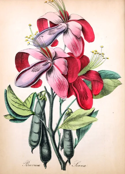 Ilustração Flor Flora Americana História Plantas Flores Silvestres — Fotografia de Stock