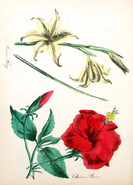 Ilustración Flor Flora Americana Historia Las Plantas Flores Silvestres — Foto de Stock