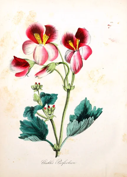 Illustration Fleur Flore Américaine Histoire Des Plantes Des Fleurs Sauvages — Photo