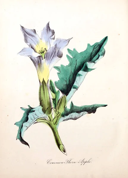 Virág Illusztrációja Amerikai Növény Vagy Növények Vadon Élő Virágok Története — Stock Fotó