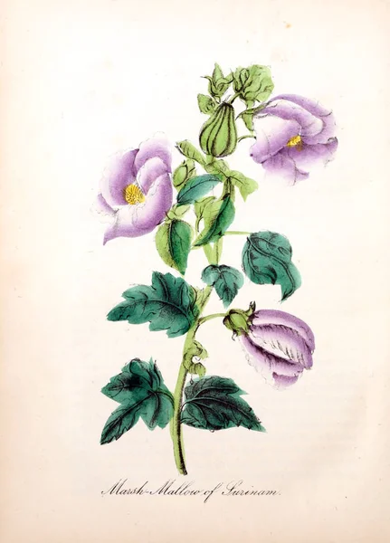 花的插图 美洲动植物 植物和野花的历史 — 图库照片