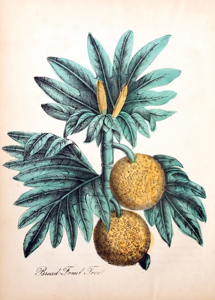 Illustrazione Fiore Flora Americana Storia Piante Fiori Selvatici — Foto Stock