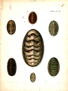 Deniz kabuklarını Illustration. Conchologia iconica veya kabukları molluscous hayvan çizimleri.