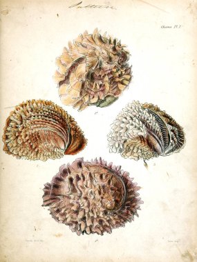 Deniz kabuklarını Illustration. Conchologia iconica veya kabukları molluscous hayvan çizimleri.