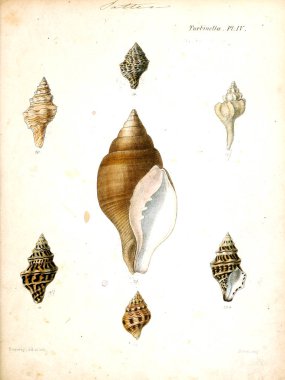 Deniz kabuklarını Illustration. Conchologia iconica veya kabukları molluscous hayvan çizimleri.