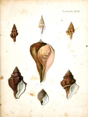 Deniz kabuklarını Illustration. Conchologia iconica veya kabukları molluscous hayvan çizimleri.