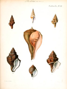 Deniz kabuklarını Illustration. Conchologia iconica veya kabukları molluscous hayvan çizimleri.