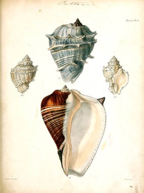Deniz kabuklarını Illustration. Conchologia iconica veya kabukları molluscous hayvan çizimleri.