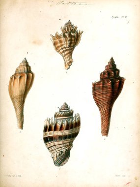 Deniz kabuklarını Illustration. Conchologia iconica veya kabukları molluscous hayvan çizimleri.