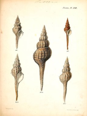 Deniz kabuklarını Illustration. Conchologia iconica veya kabukları molluscous hayvan çizimleri.