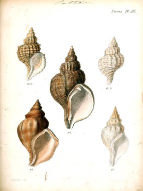Deniz kabuklarını Illustration. Conchologia iconica veya kabukları molluscous hayvan çizimleri.