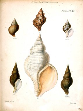 Deniz kabuklarını Illustration. Conchologia iconica veya kabukları molluscous hayvan çizimleri.