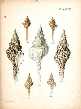 Deniz kabuklarını Illustration. Conchologia iconica veya kabukları molluscous hayvan çizimleri.