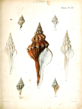 Deniz kabuklarını Illustration. Conchologia iconica veya kabukları molluscous hayvan çizimleri.